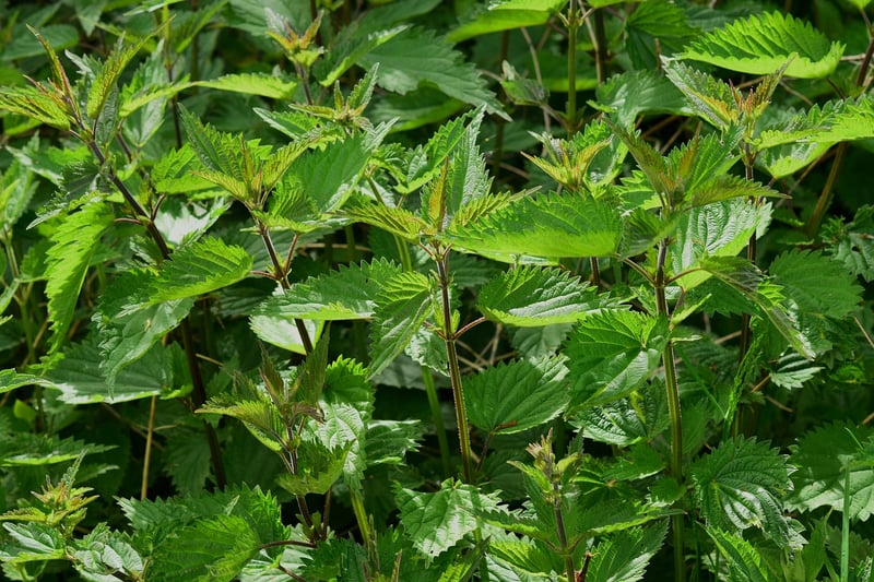Sorcery herbs