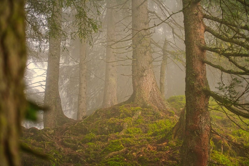 Enchanted Forest Reserve